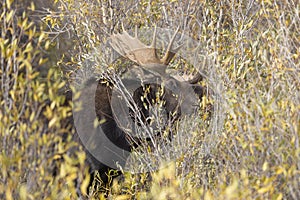 Bull Moose During the Rut in Wyoming