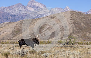 Bull Moose During the Rut in Wyoming in Autumn