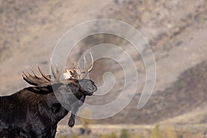 Bull Moose in the Rut in Wyoming in Autumn