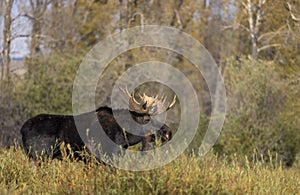 Bull Moose in the Rut in Wyoming in Autumn