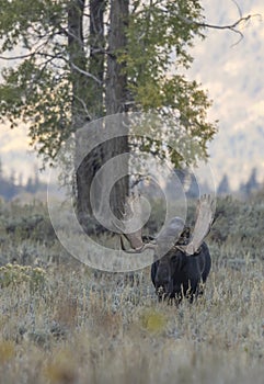 Bull Moose in the Rut in Wyoming in Autumn