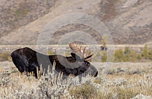 Bull Moose in the Rut in Wyoming in Fall