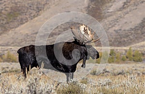 Bull Moose During the Rut in Wyoming in Fall