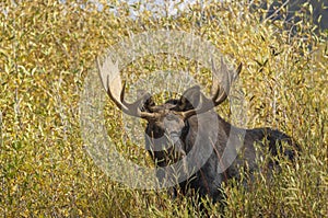 Bull Moose During the Rut in Wyoming in Fall