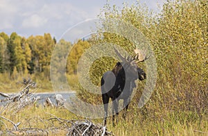 Bull Moose During the Rut in Wyoming in Fall