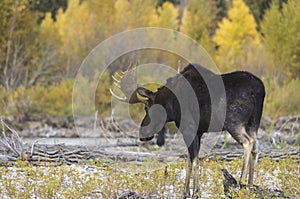 Bull Moose During the Rut in Wyoming in Fall