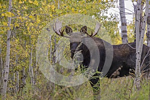 Bull Moose During the Rut in Wyoming in Fall