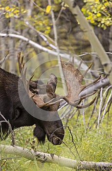 Bull Moose During the Rut in Wyoming in Fall