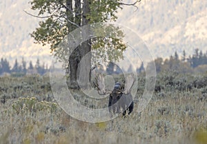 Bull Moose in the Rut in Wyoming in Fall