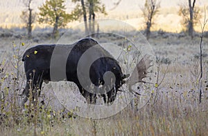 Bull Moose in the Rut in Wyoming in Fall