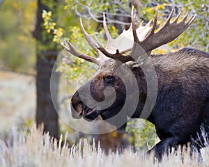 Bull Moose Side Close Up