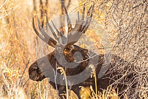 Bull Moose Side Portrait