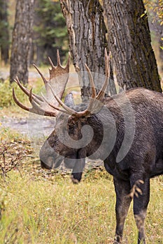 Bull Moose Side Portrait