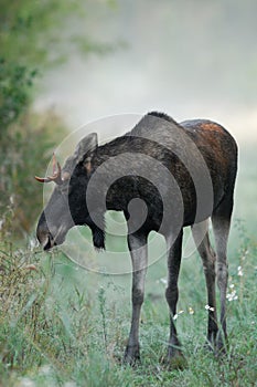 Bull Moose sniffing