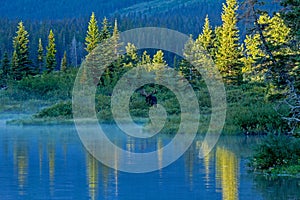 Bull Moose Standing At The Edge Of Lake