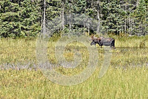 Bull Moose Standing in Profile in Algonquin`s Wetlands