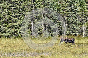 Bull Moose Standing in Profile in Algonquin`s Wetlands