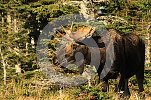 Bull Moose Stands At Edge of Forest