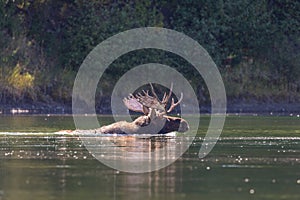 Bull Moose Swimming