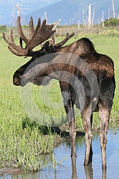 Toro Alci nordamericane velluto 