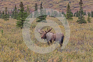 Bull Moose in Velvet in Alaska