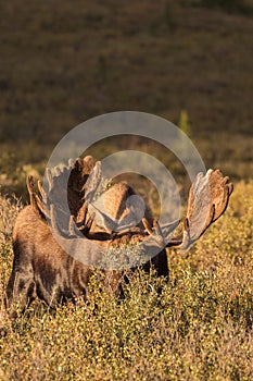 Bull Moose in velvet