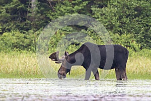 A Bull Moose with velvet antlers Alces alces grazing in the marshes of Opeongo lake in Algonquin Park, Canada
