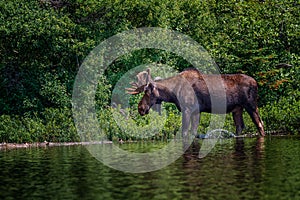 Bull moose wading in the water