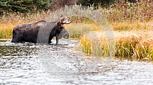 Bull Moose walking in deep water
