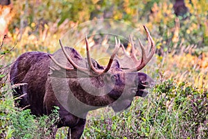Bull Moose