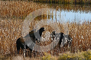 Bull Moose and Yearling photo