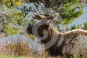 Bull Moose, a young animal eating green grass during a rain on the roadside, US