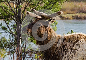 Bull Moose, a young animal eating green grass during a rain on the roadside, US