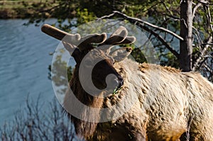 Bull Moose, a young animal eating green grass during a rain on the roadside, US