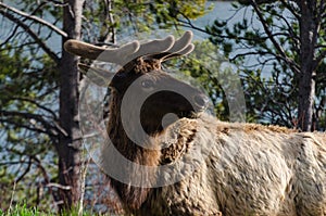 Bull Moose, a young animal eating green grass during a rain on the roadside, US