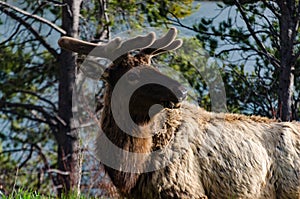 Bull Moose, a young animal eating green grass during a rain on the roadside, US