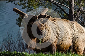 Bull Moose, a young animal eating green grass during a rain on the roadside, US