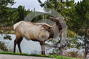Bull Moose, a young animal eating green grass during a rain on the roadside, US