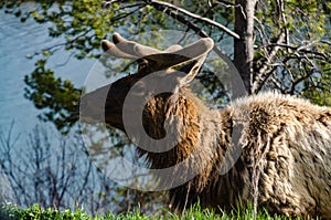 Bull Moose, a young animal eating green grass during a rain on the roadside, US