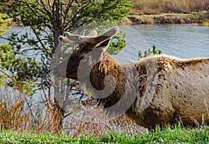 Bull Moose, a young animal eating green grass during a rain on the roadside, US