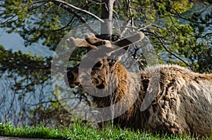 Bull Moose, a young animal eating green grass during a rain on the roadside, US