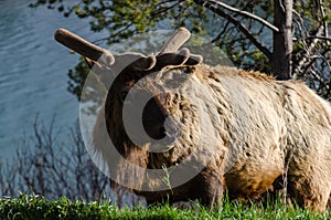 Bull Moose, a young animal eating green grass during a rain on the roadside, US