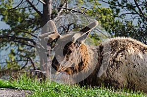 Bull Moose, a young animal eating green grass during a rain on the roadside, US