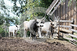 bull mule animals stall behind wooden fence