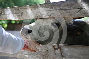 bull mule animals stall behind wooden fence