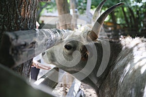 bull mule animals stall behind wooden fence