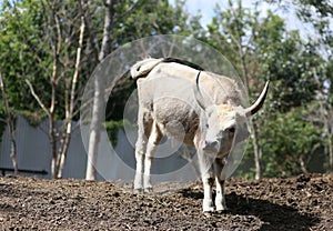 bull mule animals stall behind wooden fence