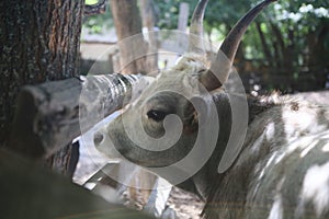 bull mule animals stall behind wooden fence