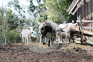 bull mule animals stall behind wooden fence