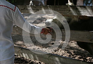 bull mule animals stall behind wooden fence